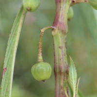 Hydrocera triflora (L.) Wight & Arn.